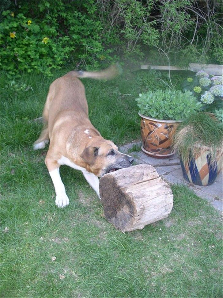 Blanding af racer Uncas - Uhh, hapse hapse billede 7