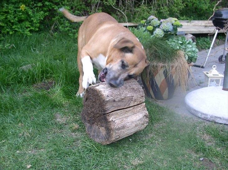 Blanding af racer Uncas - Rapse lapse billede 8