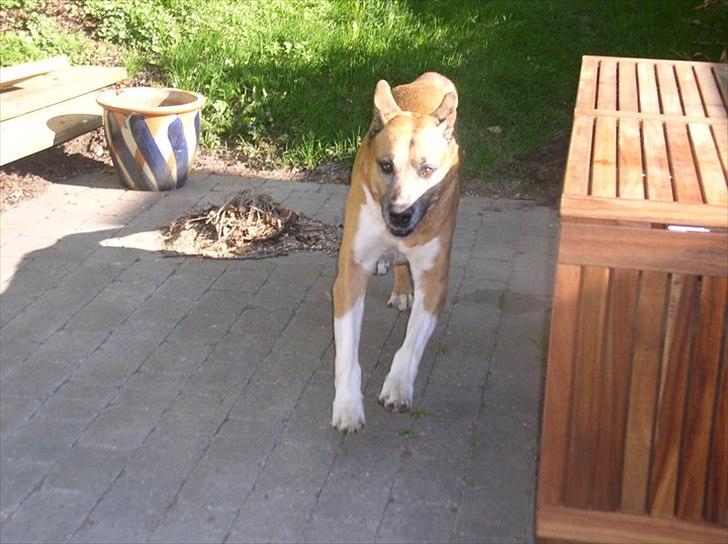 Blanding af racer Uncas - Yaaaaaaaah legetid ;D billede 9