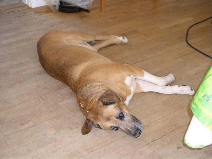 Blanding af racer Uncas - Så skal vi have en dejlig lur billede 10