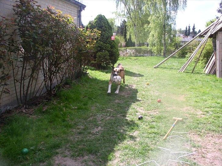 Blanding af racer Uncas billede 11