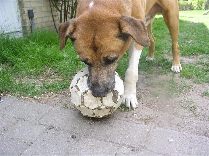 Blanding af racer Uncas - mmhhh det er miiiiin  billede 12