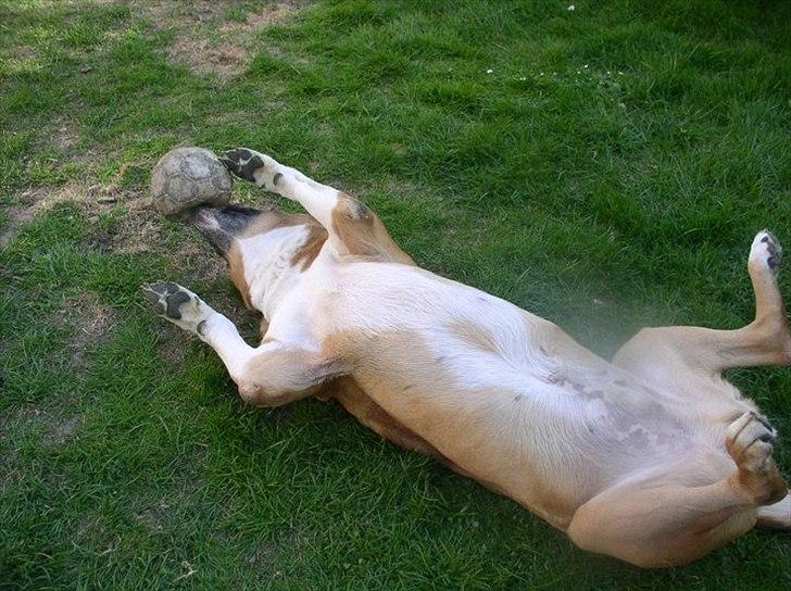 Blanding af racer Uncas - Den bold er hans yndlings :D billede 13