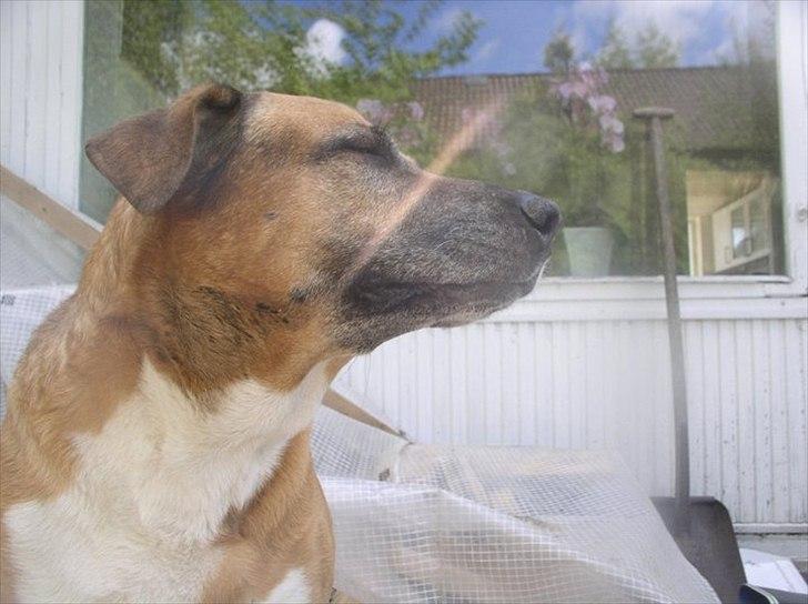 Blanding af racer Uncas billede 14