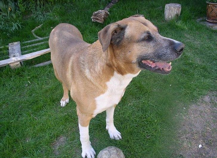 Blanding af racer Uncas billede 15