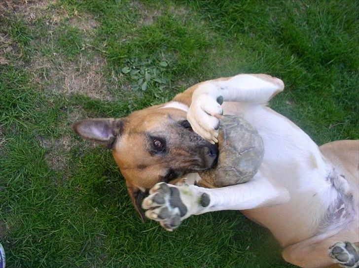 Blanding af racer Uncas - I godt humør som altid :D billede 16