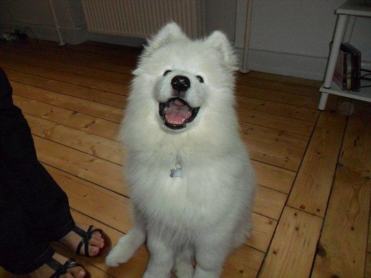 Samojedhund Micki billede 6