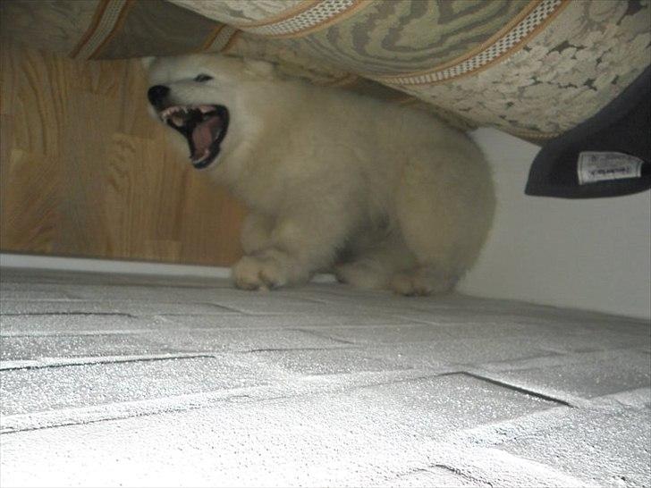 Samojedhund Micki billede 7