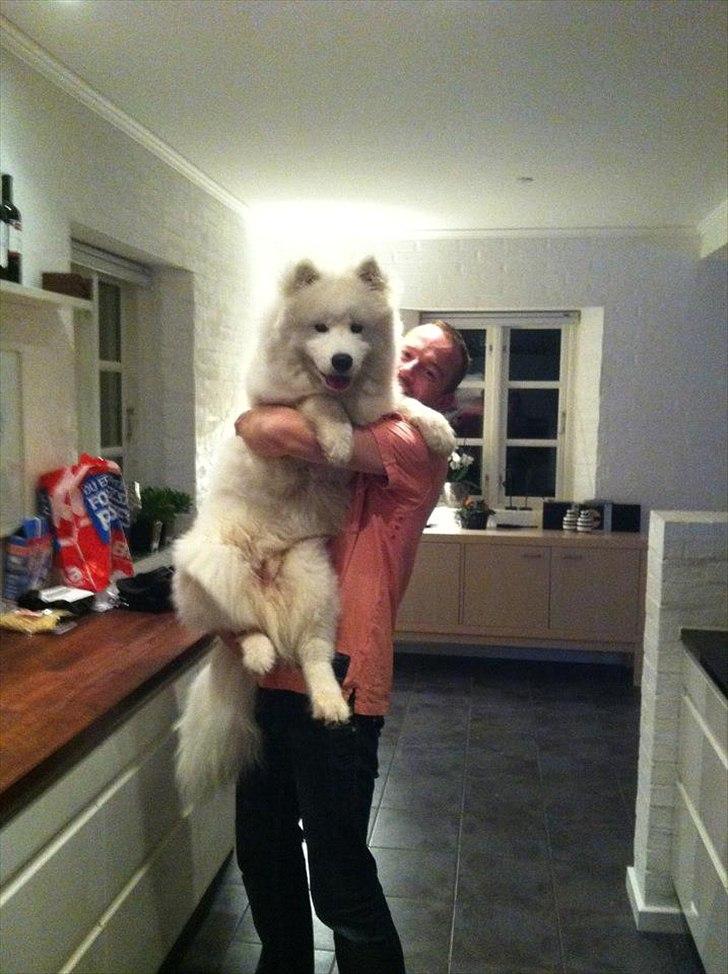 Samojedhund Micki billede 8