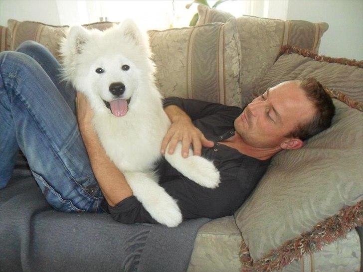 Samojedhund Micki billede 9