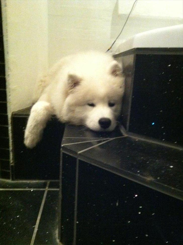 Samojedhund Micki billede 10