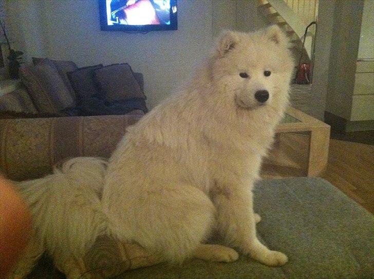 Samojedhund Micki billede 11