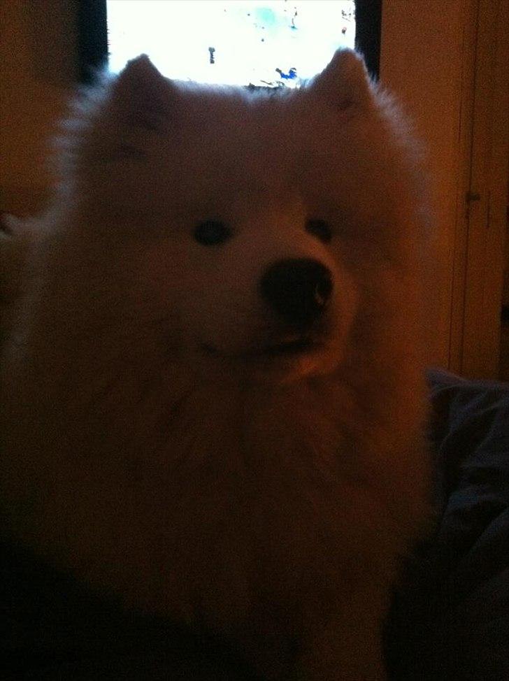 Samojedhund Micki billede 12