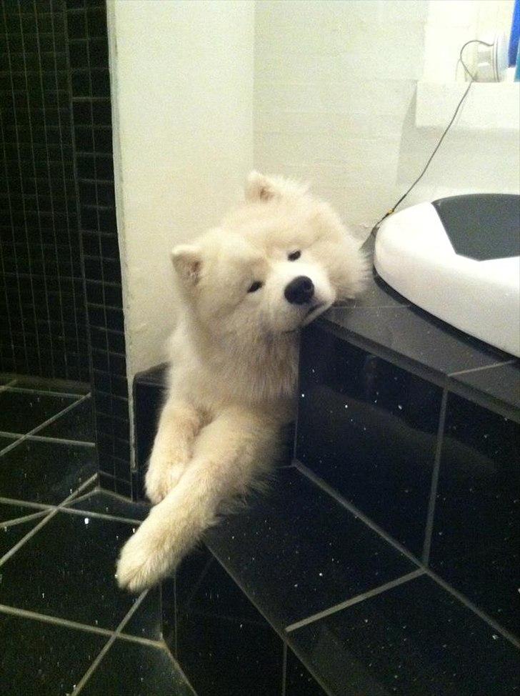 Samojedhund Micki billede 13