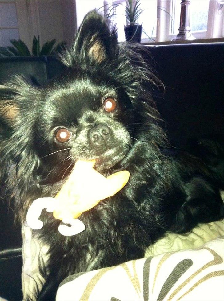 Chihuahua Chiko billede 3