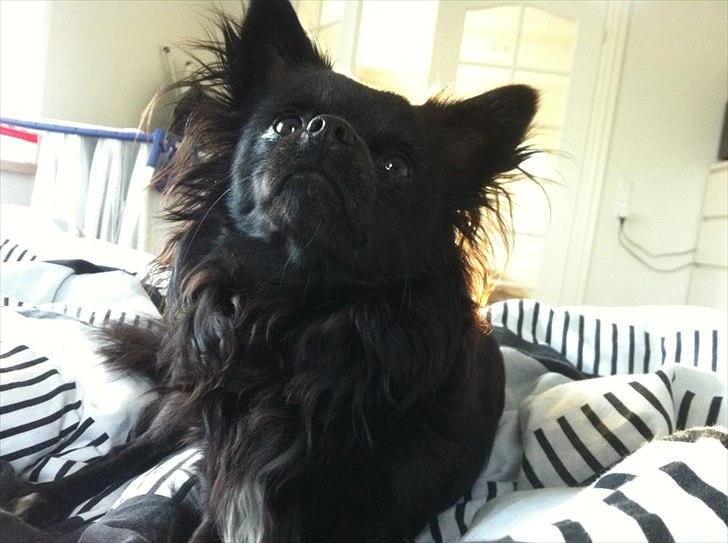 Chihuahua Chiko billede 1