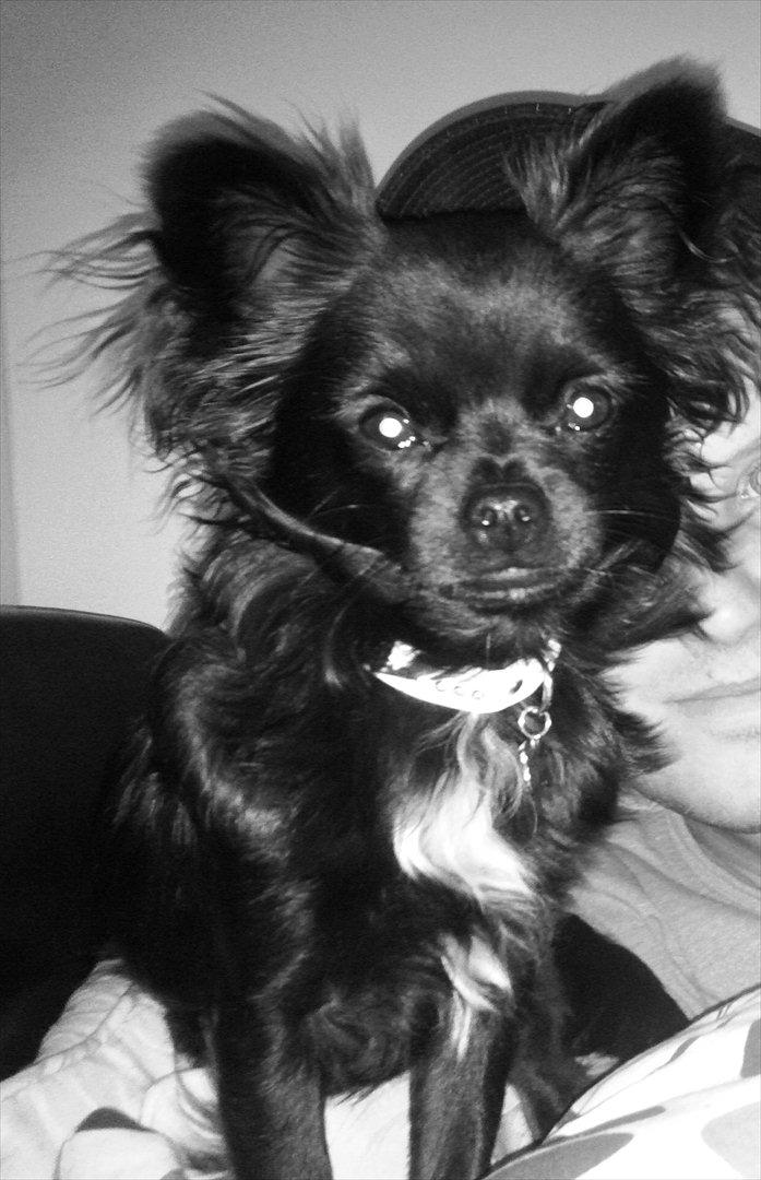 Chihuahua Chiko billede 2