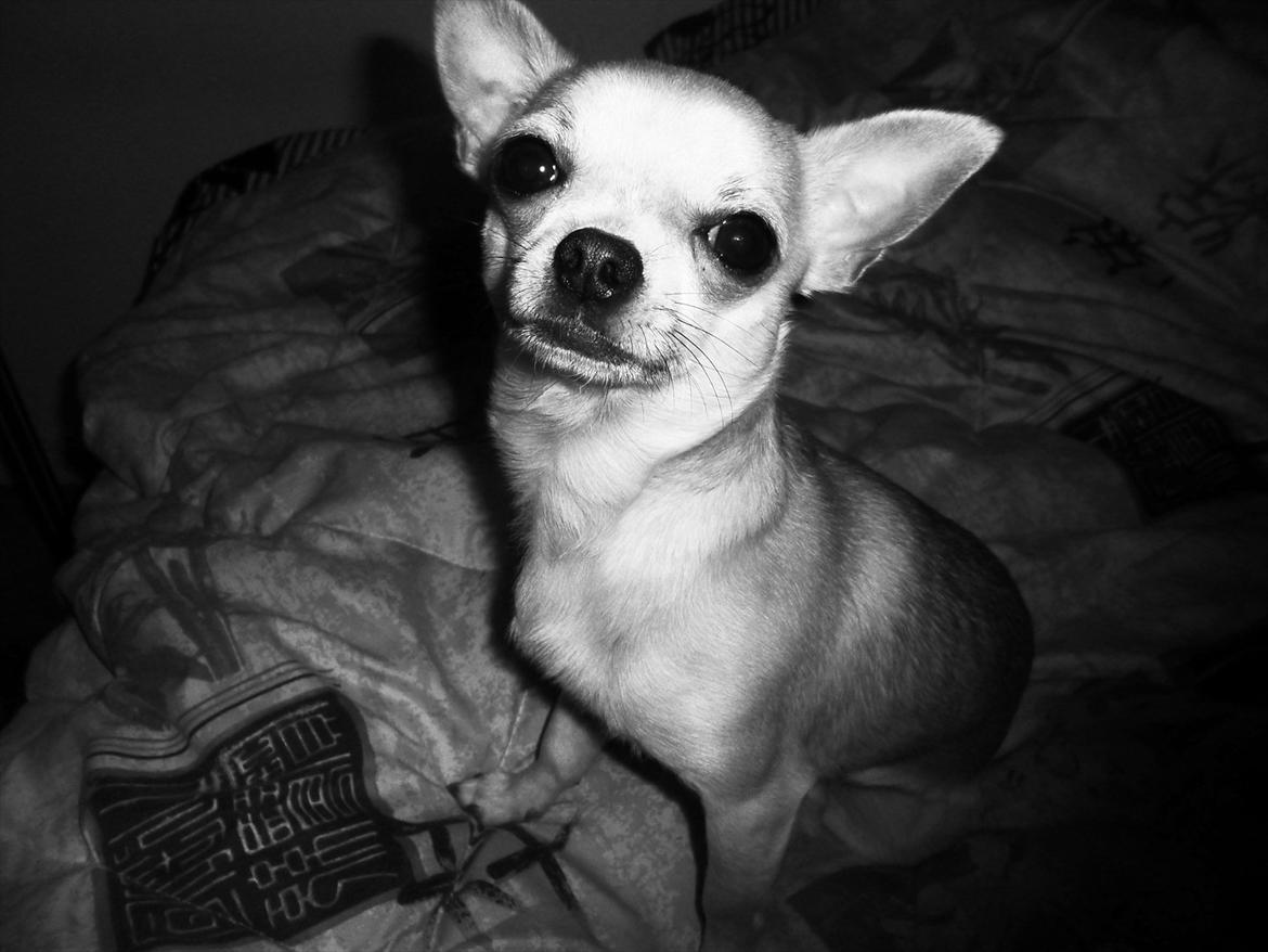 Chihuahua Futte billede 13