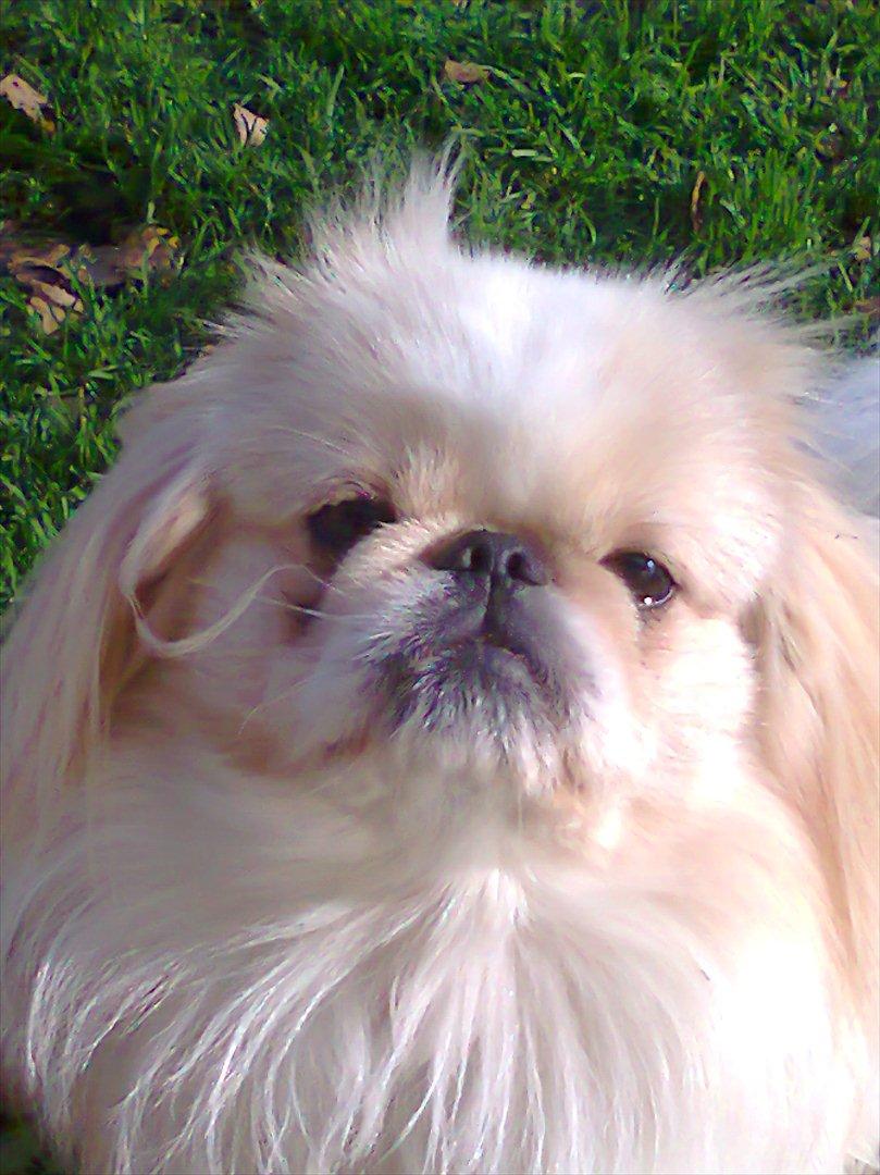 Pekingeser Charlie - Min elskede basse <3 billede 5