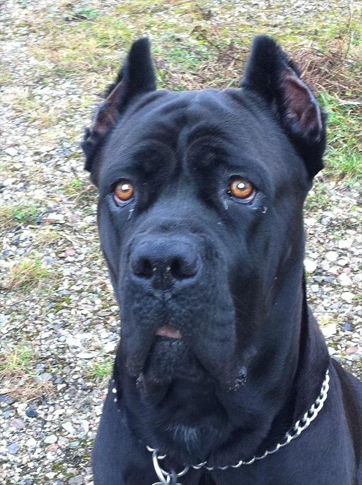 Cane corso Chili billede 1