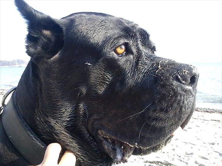 Cane corso Chili billede 4