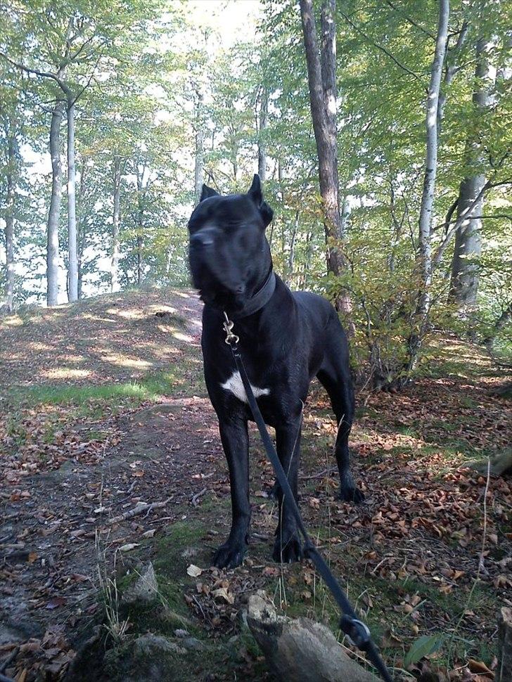 Cane corso Chili billede 3