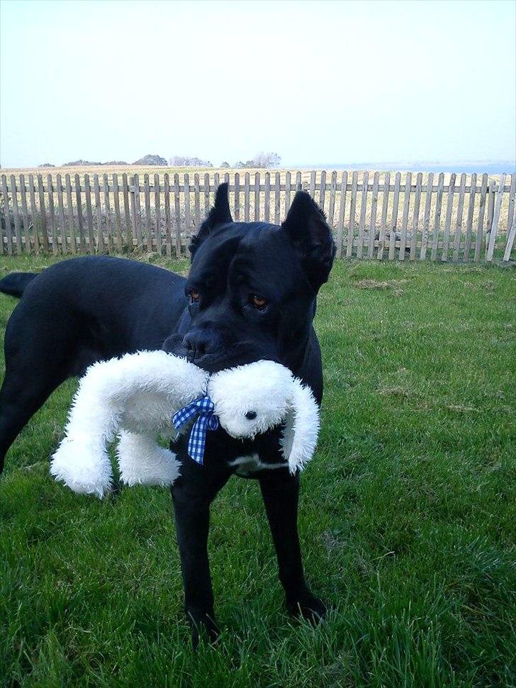 Cane corso Chili billede 2