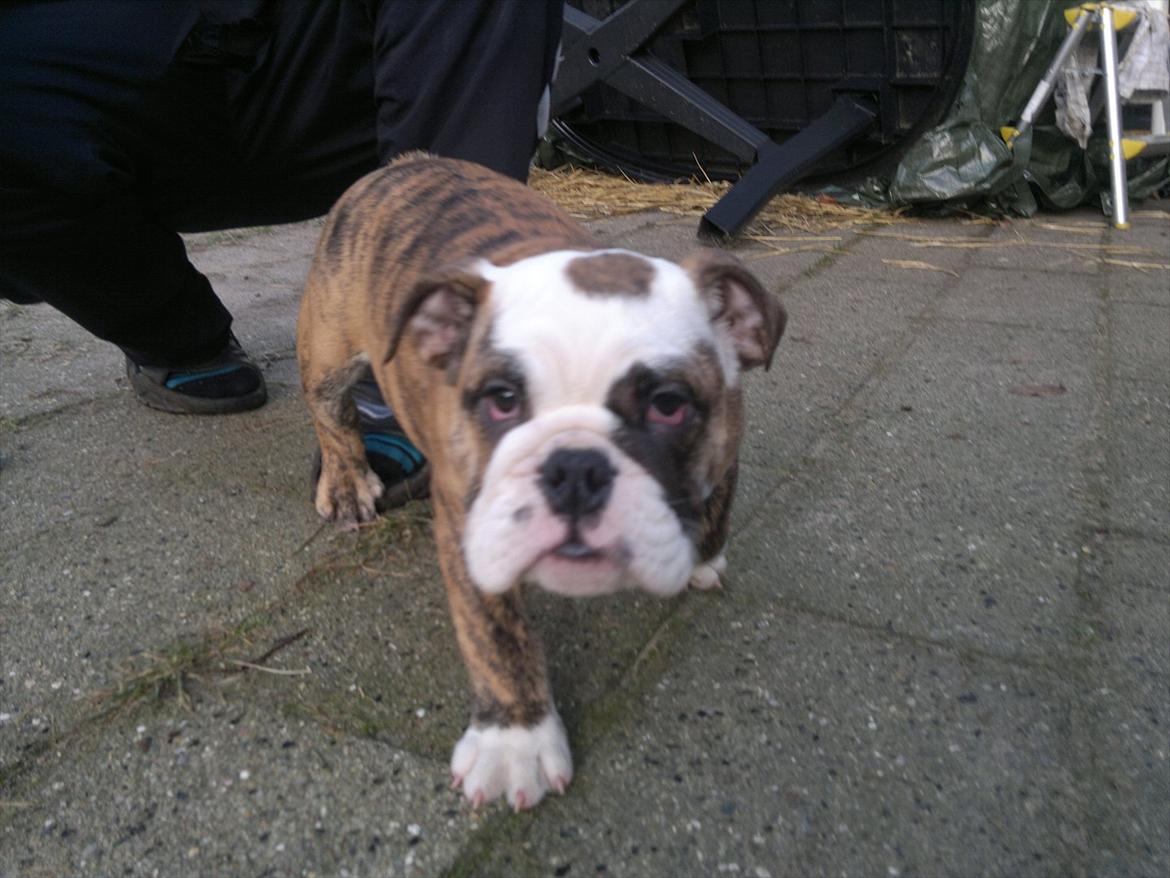 Engelsk bulldog Aurora "Fru. Flemming" billede 3