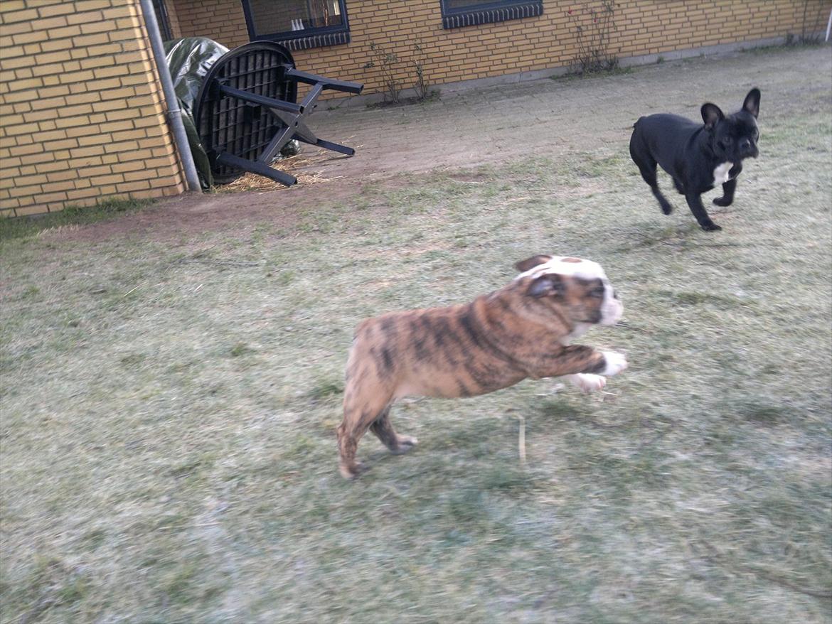 Engelsk bulldog Aurora "Fru. Flemming" billede 4