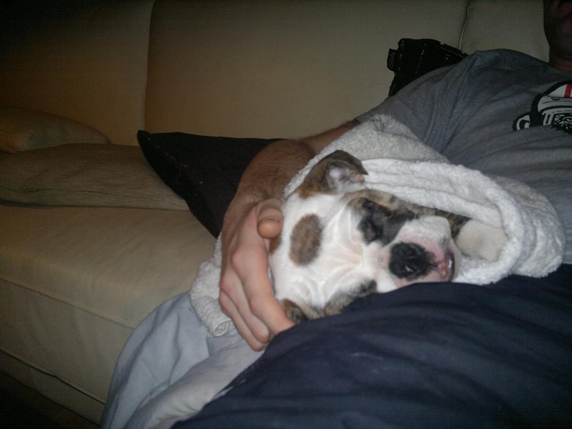 Engelsk bulldog Aurora "Fru. Flemming" billede 5