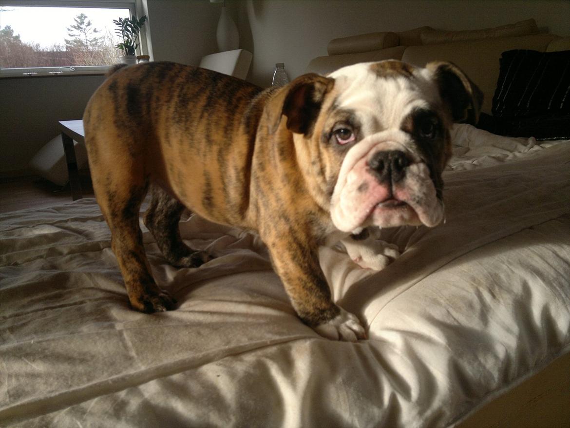 Engelsk bulldog Aurora "Fru. Flemming" billede 6