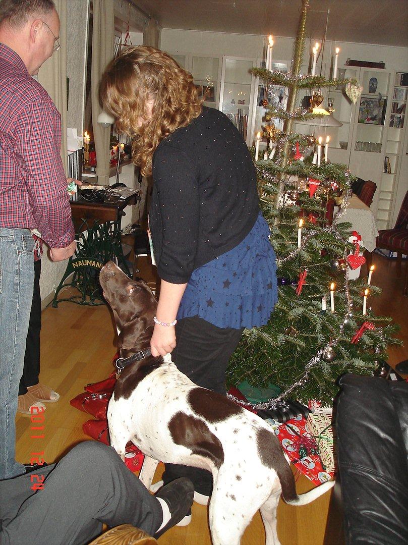 Gammel dansk hønsehund Eico billede 12