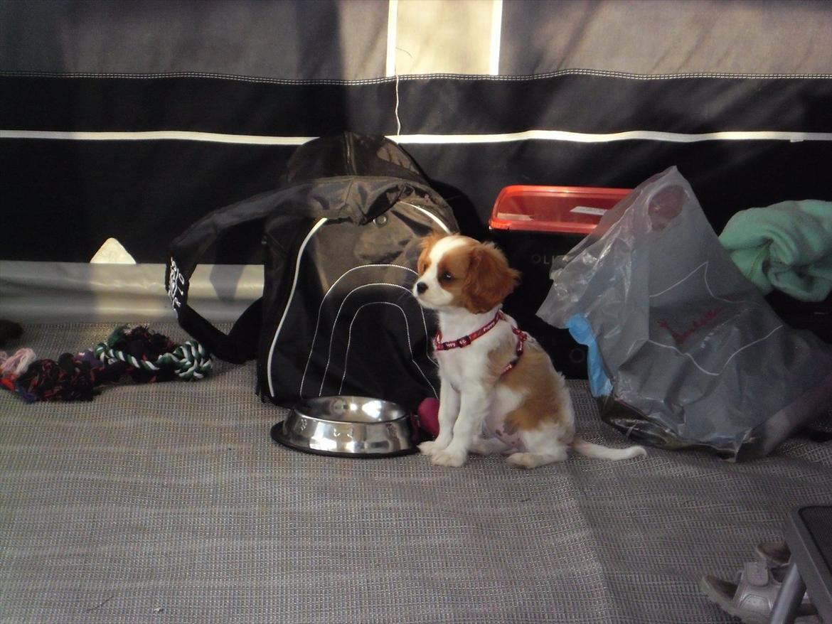 Cavalier king charles spaniel Morberg's Ilina  *Isa* - Isa på Camping billede 1