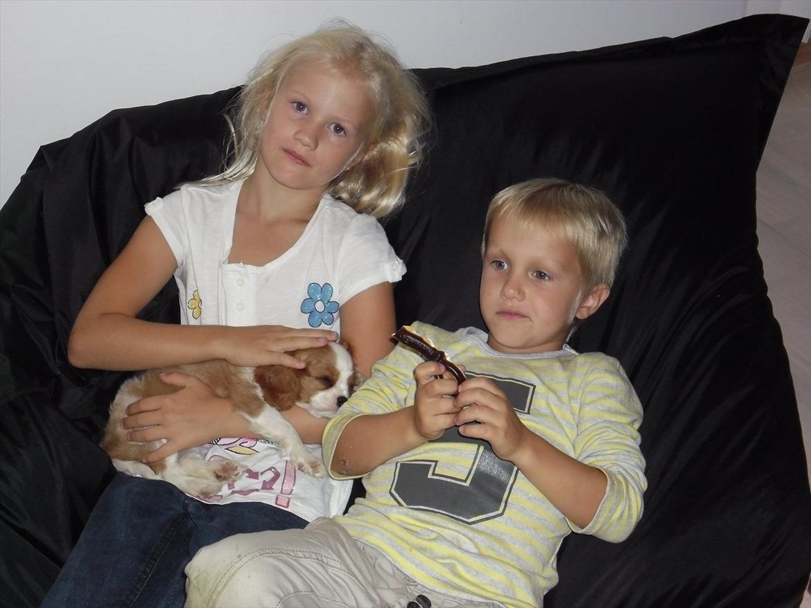 Cavalier king charles spaniel Morberg's Ilina  *Isa* - Isa slapper af med storersøster og storerbror. billede 2