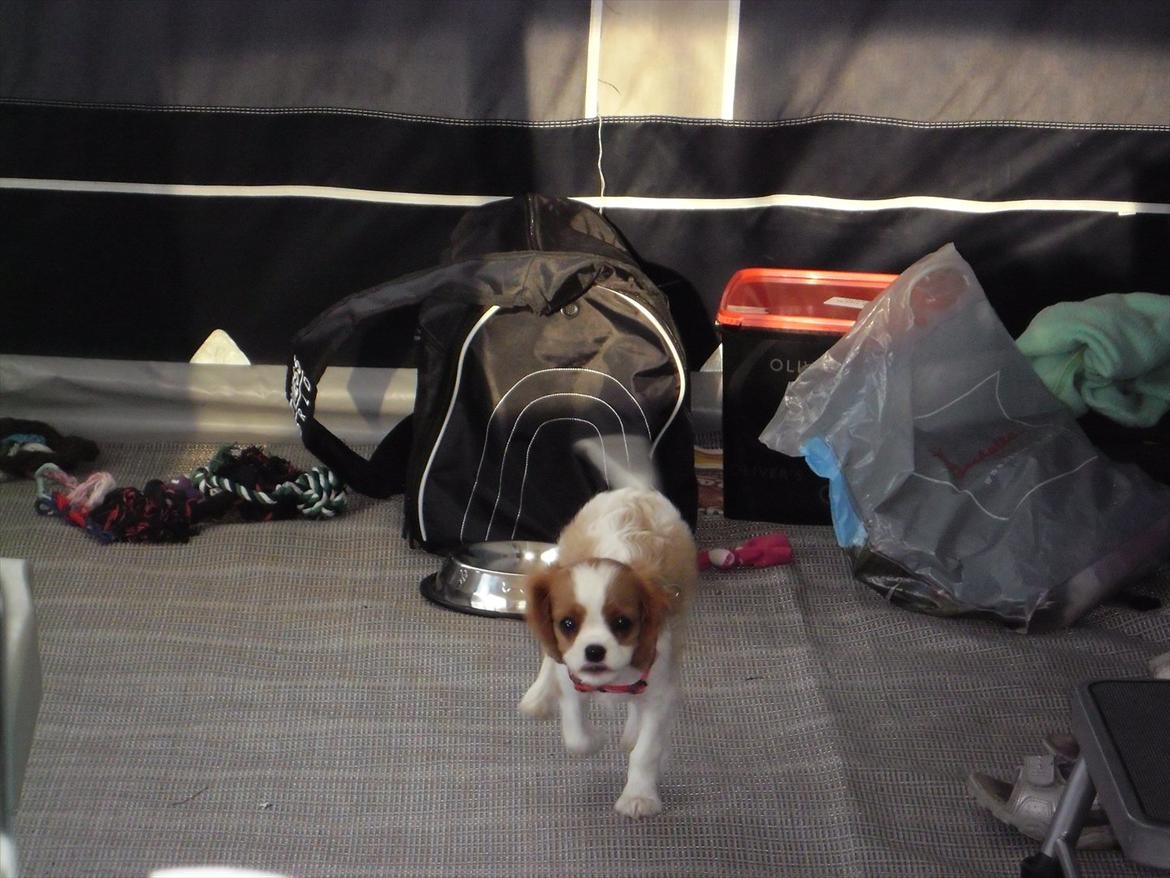 Cavalier king charles spaniel Morberg's Ilina  *Isa* - her kommer jeg! :D billede 3