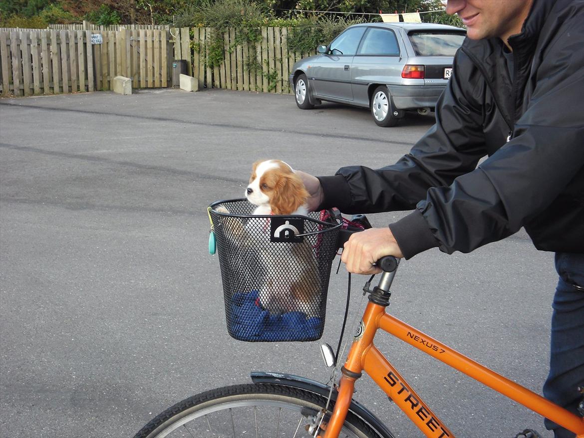 Cavalier king charles spaniel Morberg's Ilina  *Isa* - Det er hyggeligt at cykle. billede 4