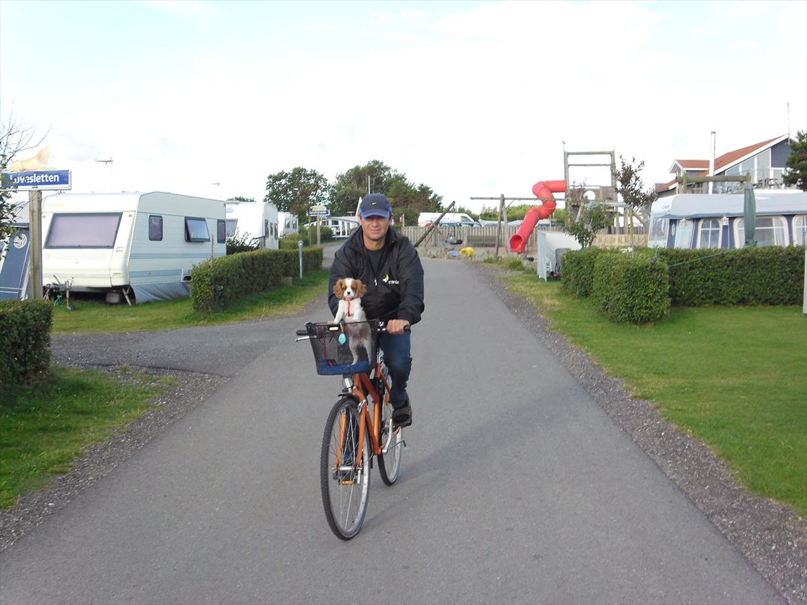 Cavalier king charles spaniel Morberg's Ilina  *Isa* - Her oppe fra kan jeg se hele verden! :D billede 5
