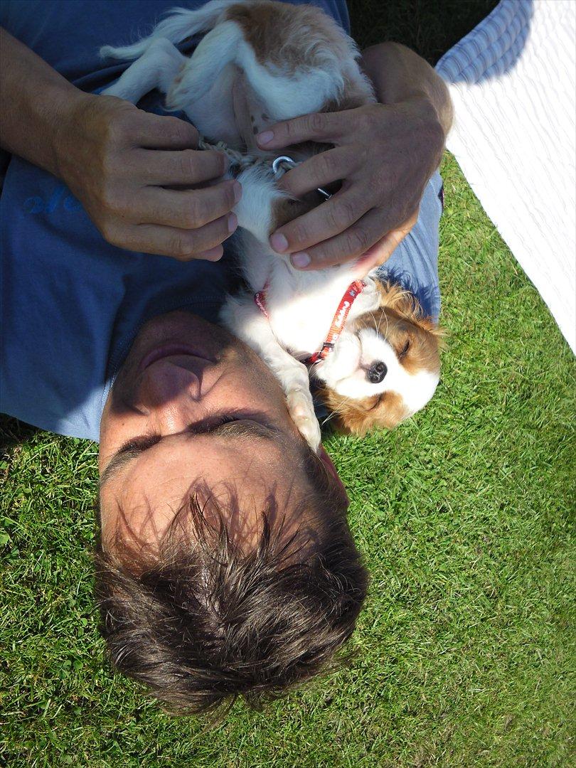 Cavalier king charles spaniel Morberg's Ilina  *Isa* - Argh jeg får solen i hovedet!
Isa hygger med far. billede 6