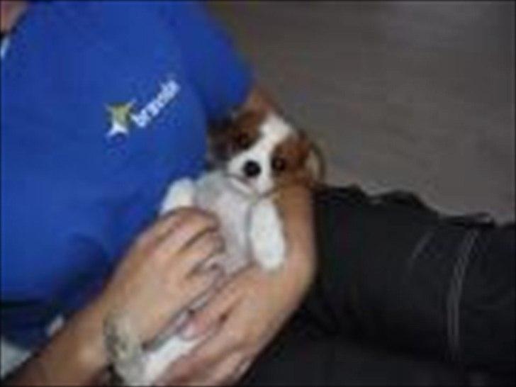 Cavalier king charles spaniel Morberg's Ilina  *Isa* - Isa putter ved far. billede 7