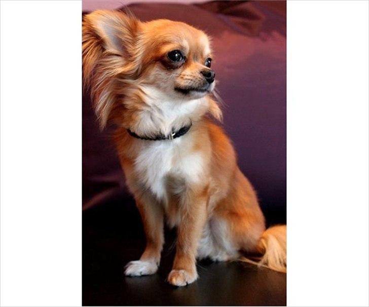 Chihuahua Mr. Brown billede 1