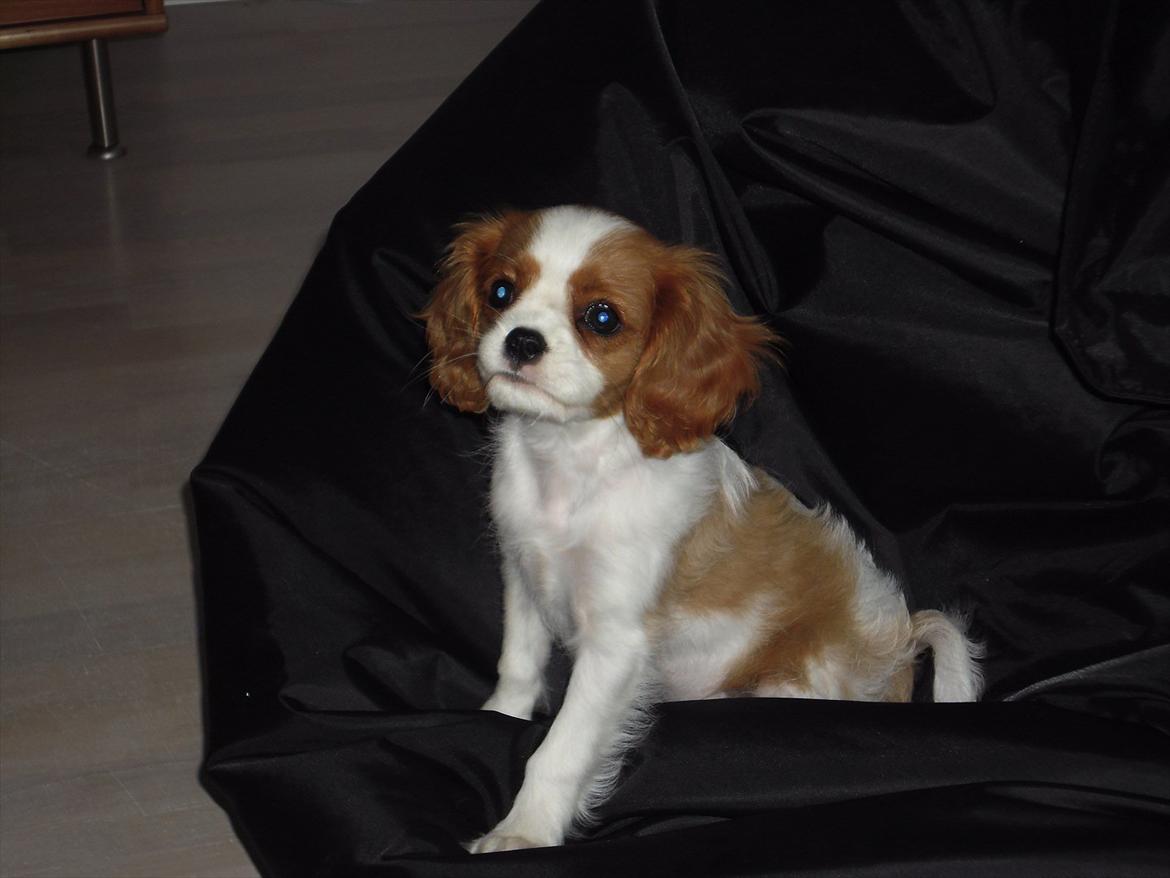 Cavalier king charles spaniel Morberg's Ilina  *Isa* - Min HELT private sækkestol. billede 8