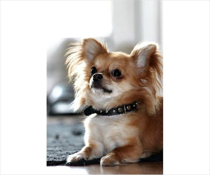 Chihuahua Mr. Brown billede 2