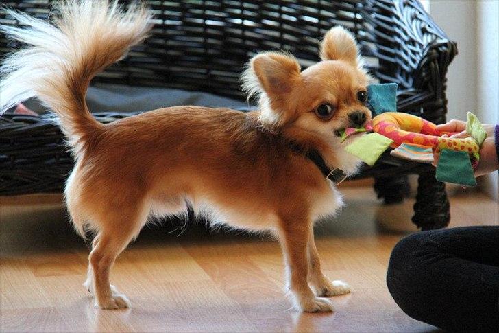 Chihuahua Mr. Brown billede 3