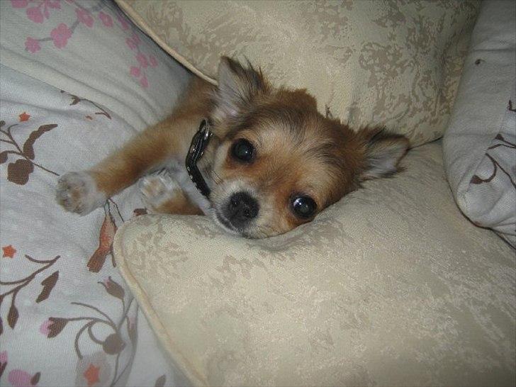 Chihuahua Mr. Brown billede 4