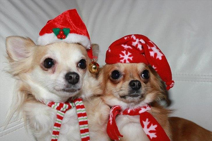 Chihuahua Mr. Brown - Mor (Tika) & søn (mr. Brown) billede 5