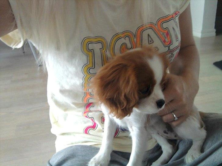 Cavalier king charles spaniel Morberg's Ilina  *Isa* - Isa med storersøster (mig) billede 9