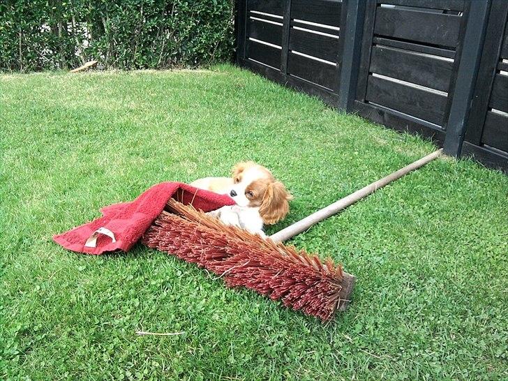Cavalier king charles spaniel Morberg's Ilina  *Isa* - Isa gør krav på diverse af havens ting. :) billede 10