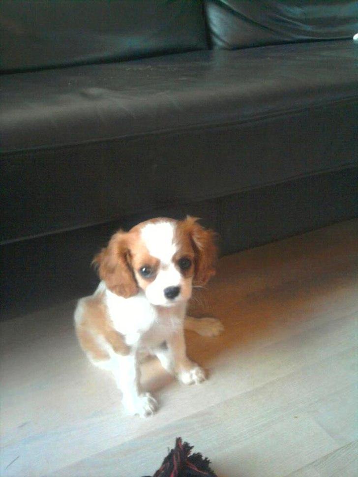 Cavalier king charles spaniel Morberg's Ilina  *Isa* - Oreh du søøj hund! billede 11