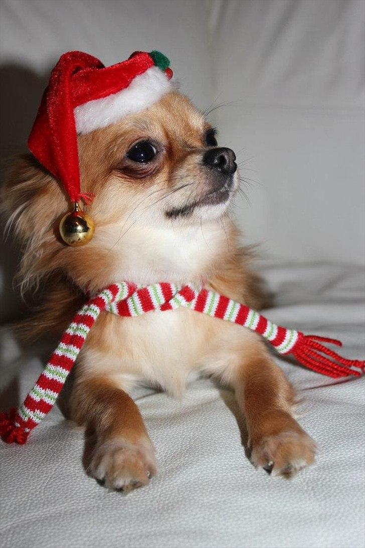 Chihuahua Mr. Brown - Julebillede  billede 6
