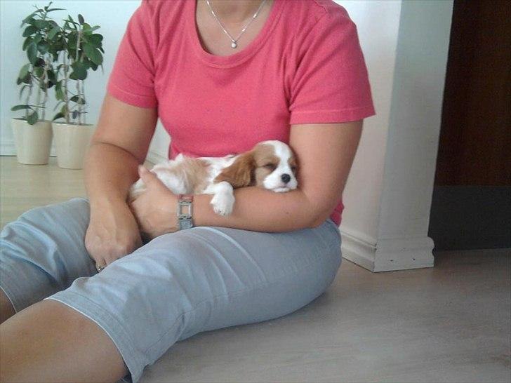 Cavalier king charles spaniel Morberg's Ilina  *Isa* - Isa ved hendes moar billede 12